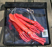 Squid Teaser