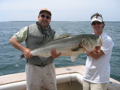 striped bass