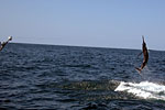 Blue Marlin