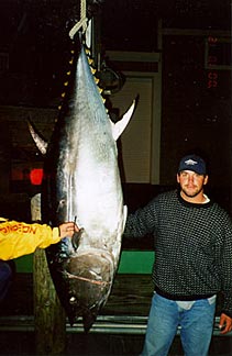 hanging tuna