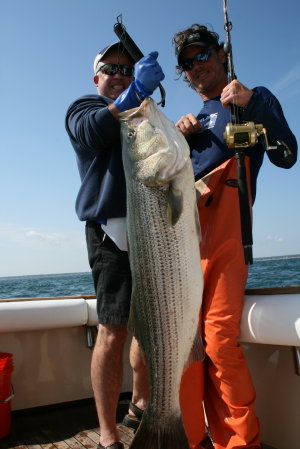 Striped Bass