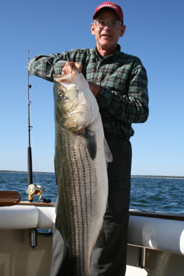 striped bass