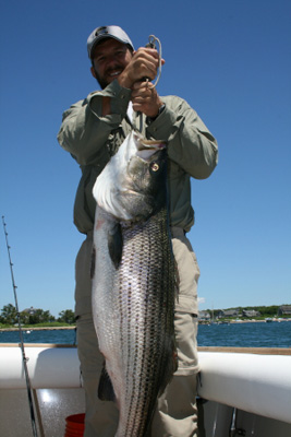 striped bass
