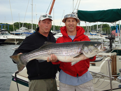striped bass