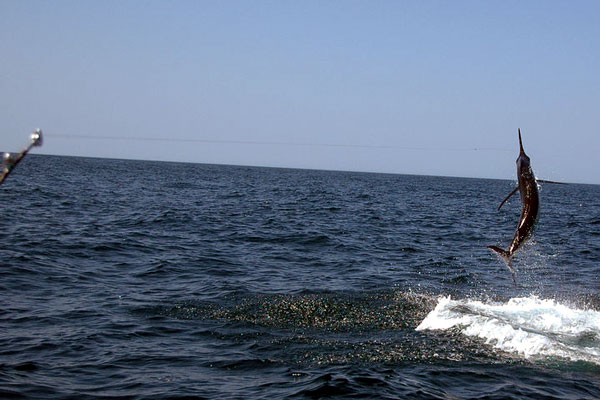 Blue Marlin