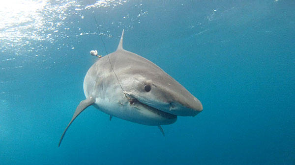 Tiger Shark