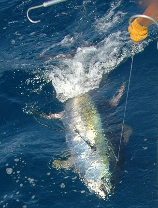 Bigeye Tuna