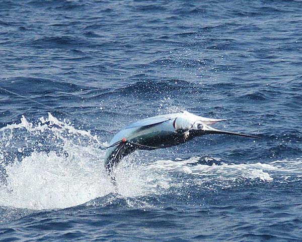 White Marlin