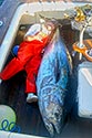 Giant Tuna