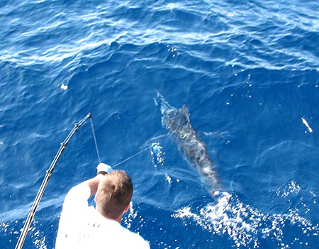 Blue Marlin